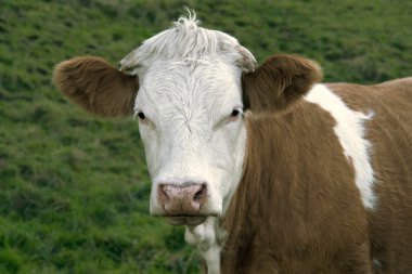 Brown and white skewbald cow portrait clipart