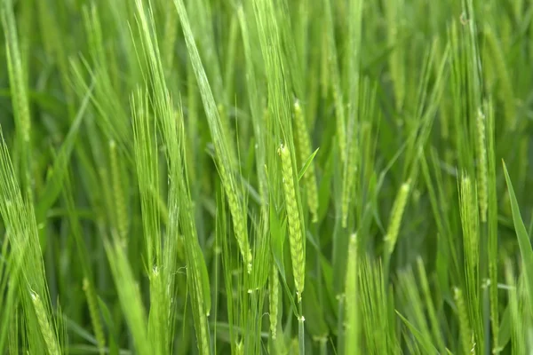 Färska gröna korn — Stockfoto