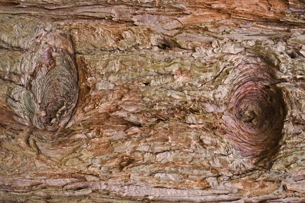 Redwood schors detail — Stockfoto
