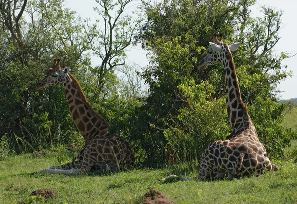 Odpoczynek żyrafy w Afryce — Zdjęcie stockowe