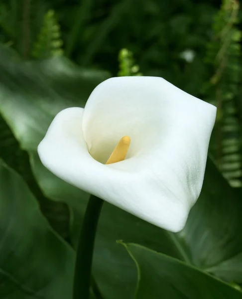 Flor blanca en vegetación verde oscura — Foto de Stock