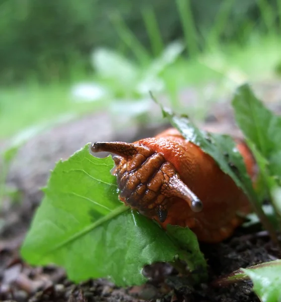 Kırmızı slug besleme yönü — Stok fotoğraf