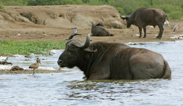 Afrikanische Büffel am Wasser in Uganda — Stockfoto