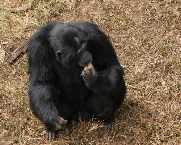 Chimpanzee sitting on brown grassy ground — Stock Photo, Image