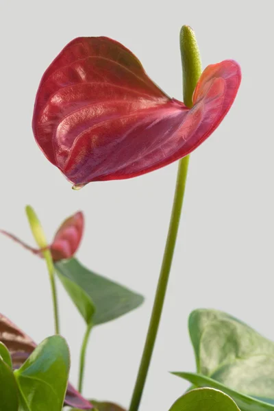 플라밍고 꽃 — 스톡 사진