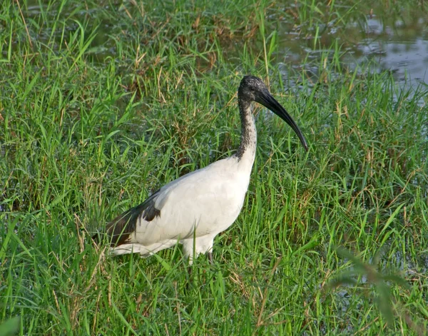 African Sacred Ibis in grassy back — Stock Photo, Image