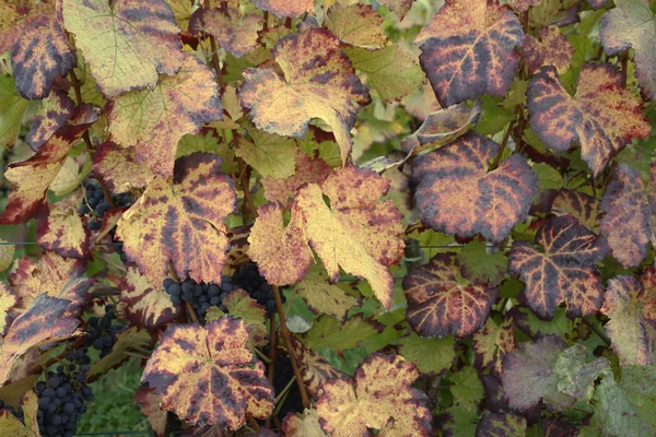 Detalhe das folhas de uva — Fotografia de Stock