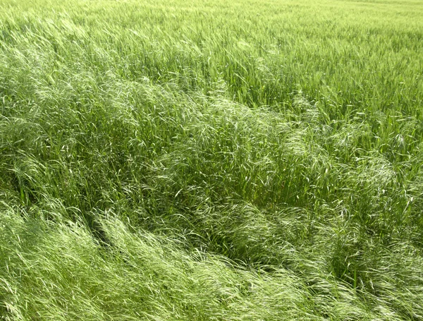 Abstract green grassland — Stock Photo, Image