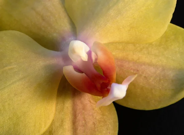 Fecho amarelo da orquídea — Fotografia de Stock