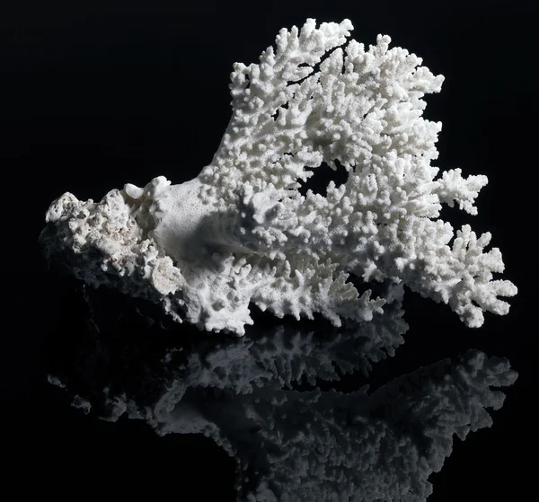 Corallo bianco — Foto Stock