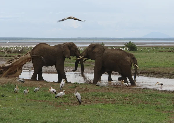 Dos elefantes luchadores en África — Foto de Stock