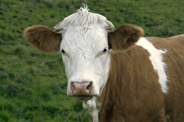 Hnědé a bílé skewbald kráva portrét — Stock fotografie