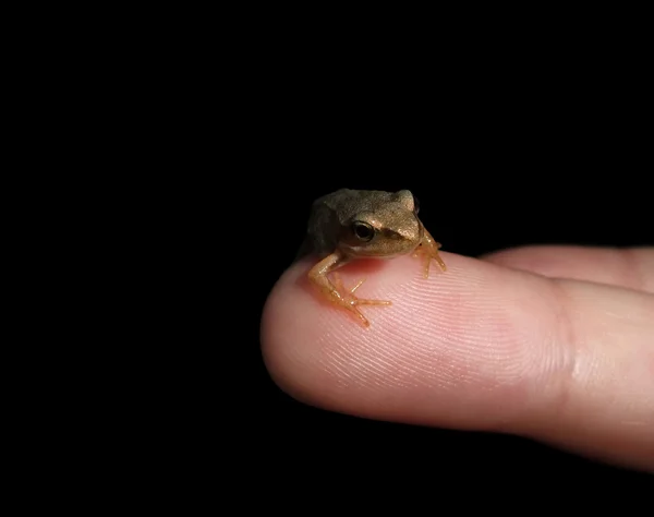 Kleiner Frosch auf Fingerkuppe — Stockfoto