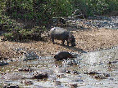 Some Hippos waterside clipart