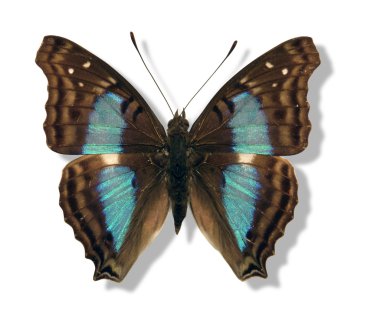 Iridescent butterfly clipart