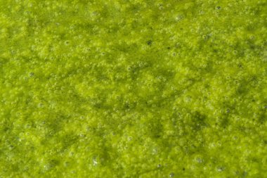 Green slime with small bubbles clipart