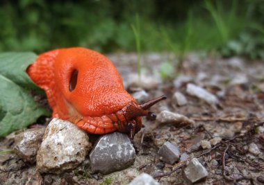 Red slug on the ground clipart