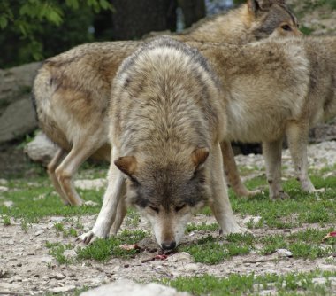 Gray Wolf devour some meat clipart