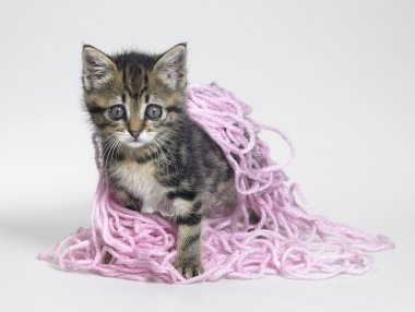 Kitten under wool clipart