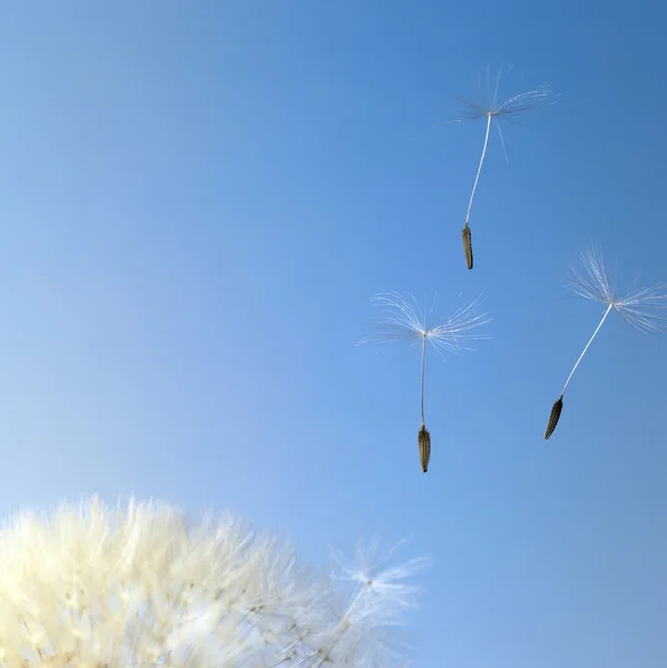 Létající Pampeliška semena v modré zpět — Stock fotografie