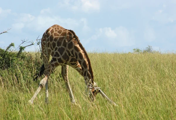 Grazing girafa em África — Fotografia de Stock