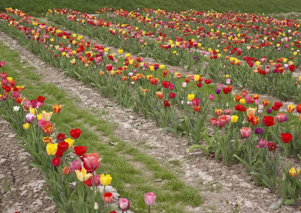Colorful field of tulips — Stock Photo, Image