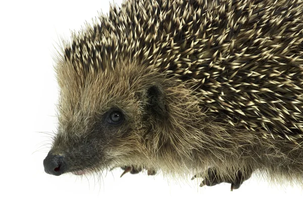Hedgehog portrait — Stock Photo, Image