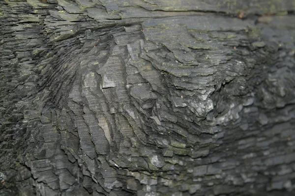Förkolnat trä detalj — Stockfoto