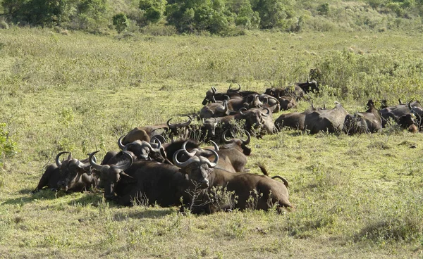 Resting Cape Buffalos — Stock Photo, Image