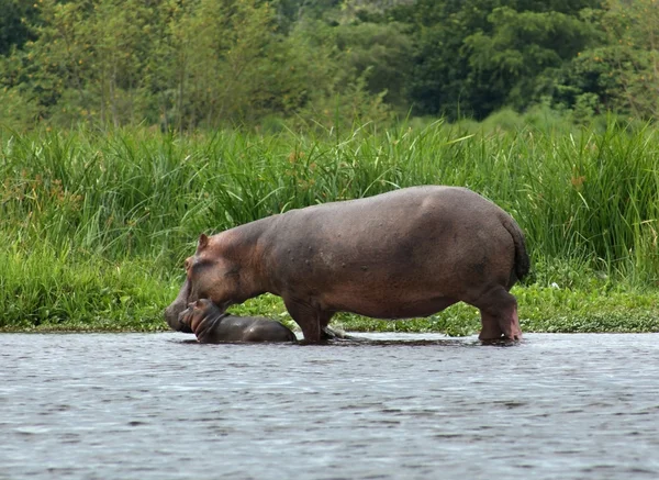 Hippo kalf en koe in Oeganda — Stockfoto