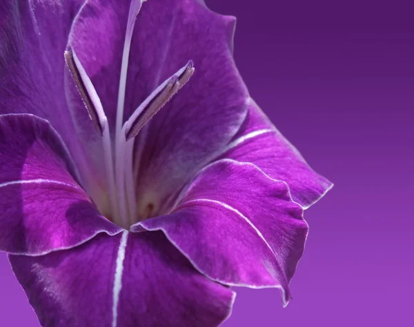 Violet gladiolus flower — Stock Photo, Image