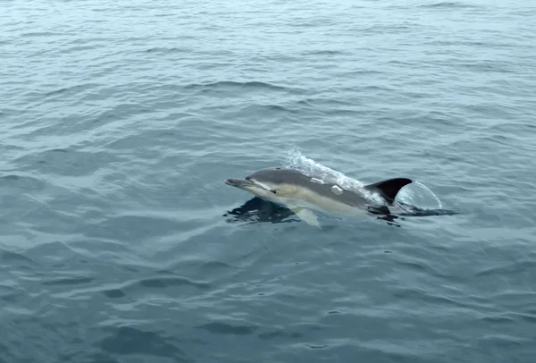 바다에 사는 돌고래 — 스톡 사진
