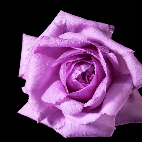 Rosa Ros blomma detalj — Stockfoto