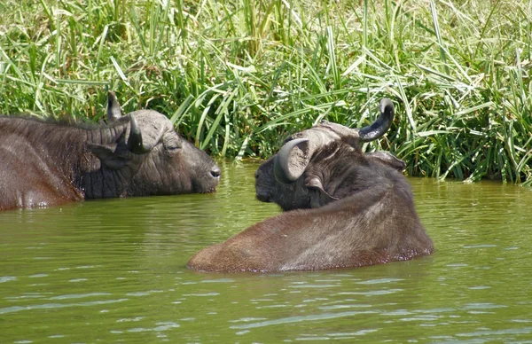 Afrikanska bufflar waterside — Stockfoto