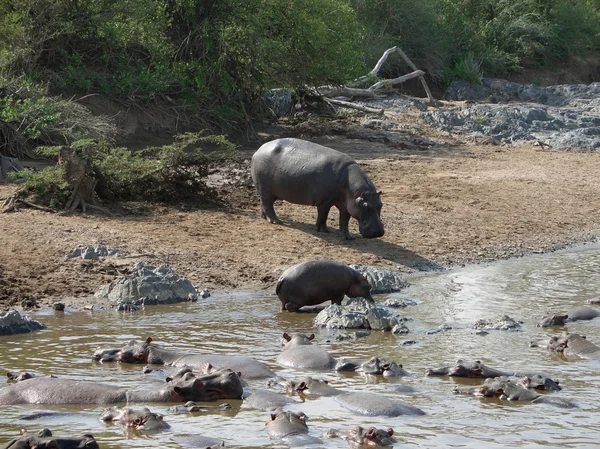 Algunos Hipopótamos lado del agua — Foto de Stock