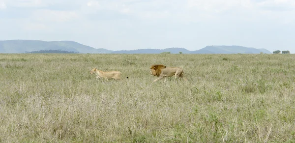 Lions in the savannah — Stock Photo, Image