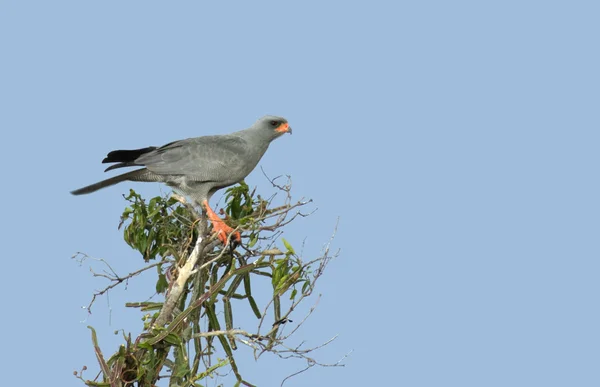 Treetop üzerinde çakır kuşu — Stok fotoğraf