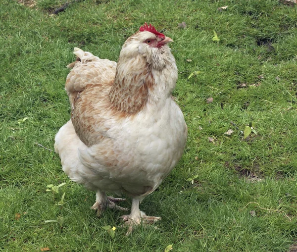 Светло-коричневая курица на зеленой траве — стоковое фото