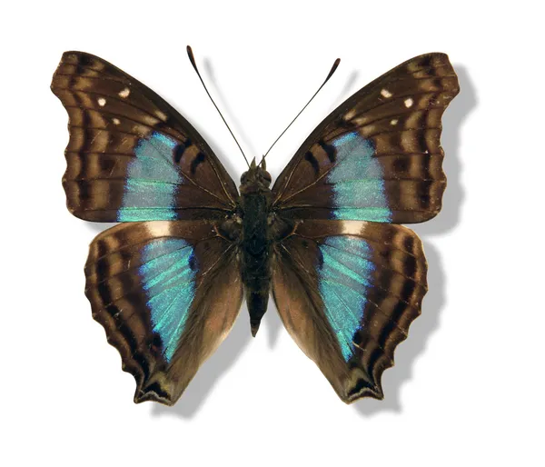 Opalizujący motyl — Zdjęcie stockowe