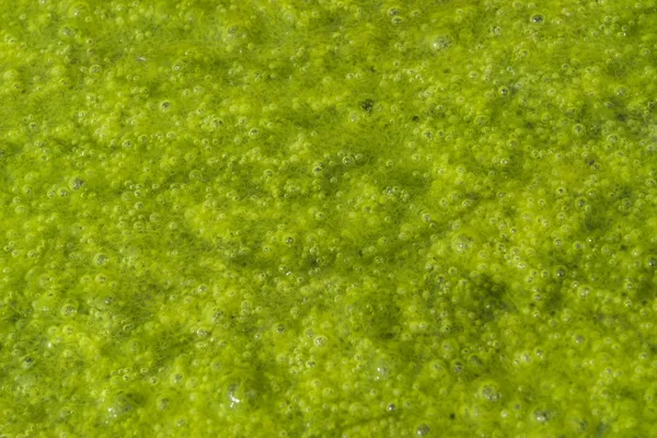 Grüner Schleim mit kleinen Blasen — Stockfoto