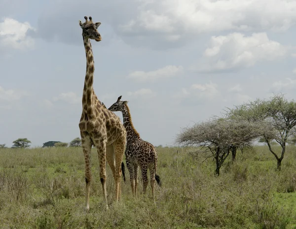 Old and young Giraffe — Stock Photo, Image