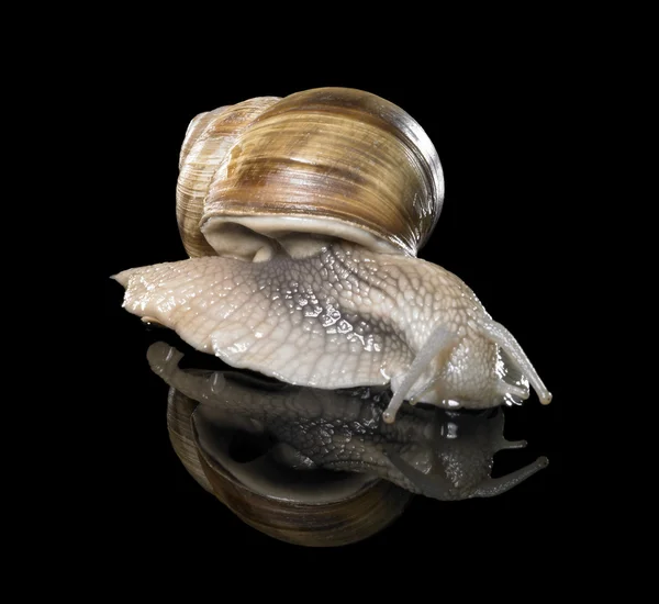 Grapevine snail on black — Stock Photo, Image