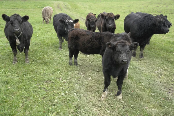 Temné krávy ven na krmení — Stock fotografie