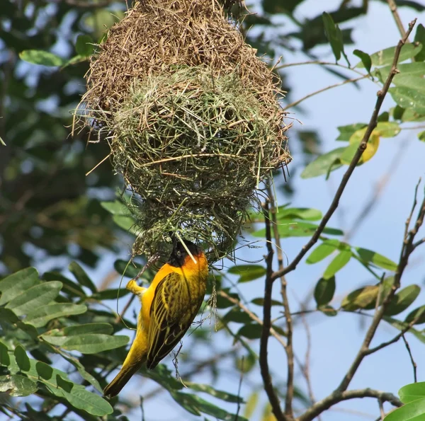 Tkadlec pták a hnízdo v Africe — Stock fotografie