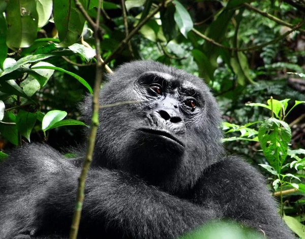 Retrato de gorila — Foto de Stock