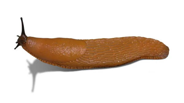 Pomarańczowy ślimak na białym tle — Zdjęcie stockowe