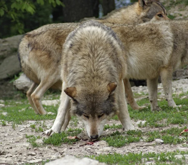 灰色オオカミはいくつかの肉をむさぼり食う — ストック写真