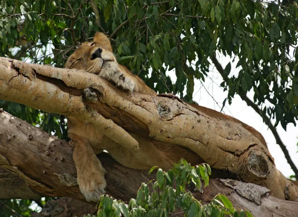 Leão em Uganda — Fotografia de Stock
