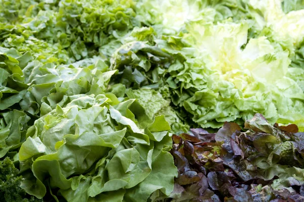 stock image Red and green lettuce background