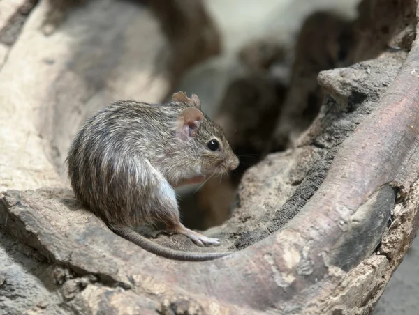 Striped grass mouse — Stock Photo, Image